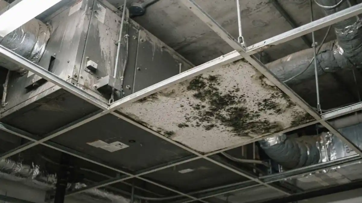 Mold growth near commercial HVAC unit in Fairfax office building after water damage